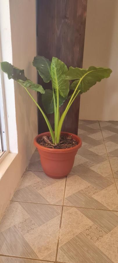 Casa Choco Hotel Mazunte Kültér fotó